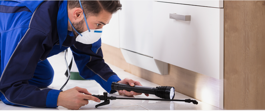 Desoto pest xpert removal